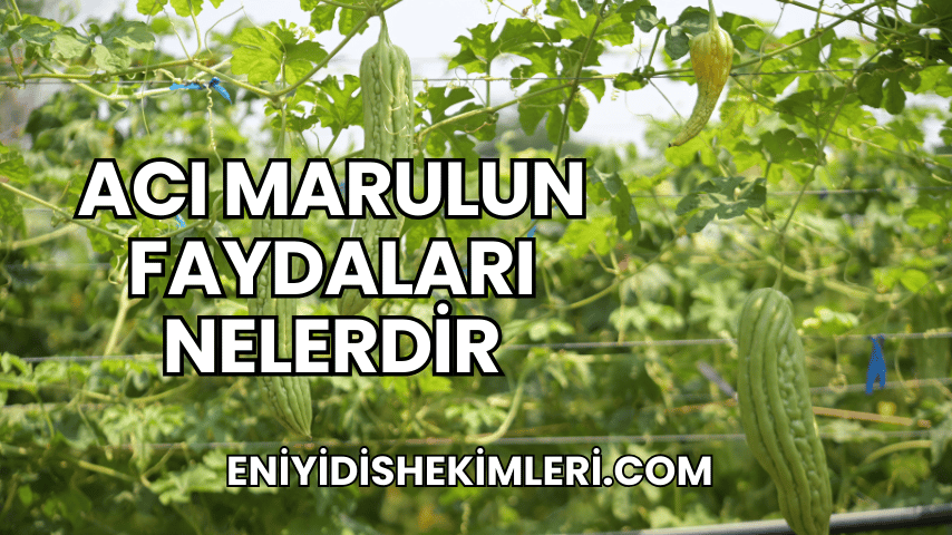 Acı Marulun Faydaları Nelerdir