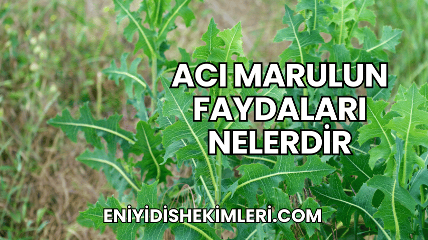 Acı Marulun Faydaları Nelerdir