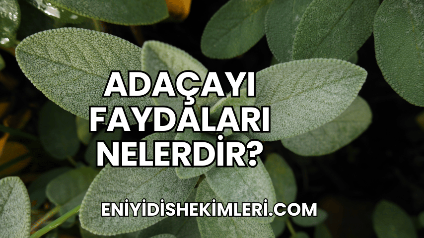 Adaçayı Faydaları Nelerdir?