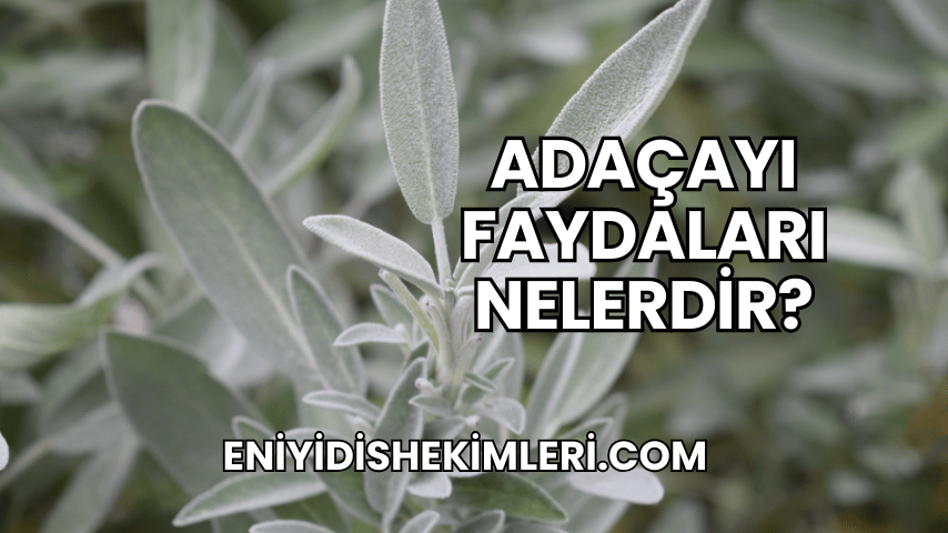 Adaçayı Faydaları Nelerdir?