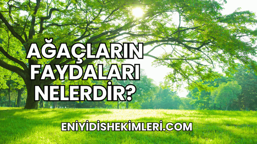 Ağaçların Faydaları Nelerdir?