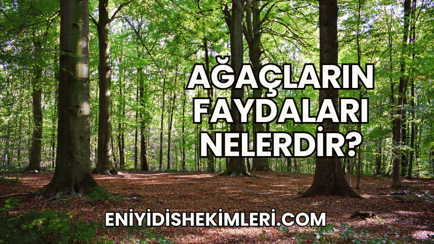 Ağaçların Faydaları Nelerdir?