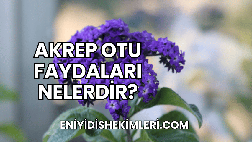 Akrep Otu Faydaları Nelerdir?