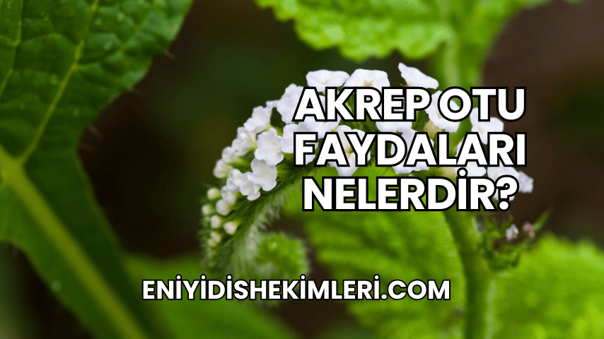 Akrep Otu Faydaları Nelerdir?