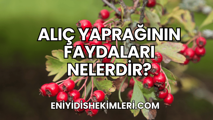 Alıç Yaprağının Faydaları Nelerdir?