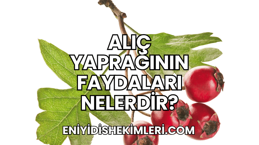 Alıç Yaprağının Faydaları Nelerdir?