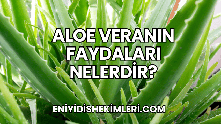 Aloe Veranın Faydaları Nelerdir?