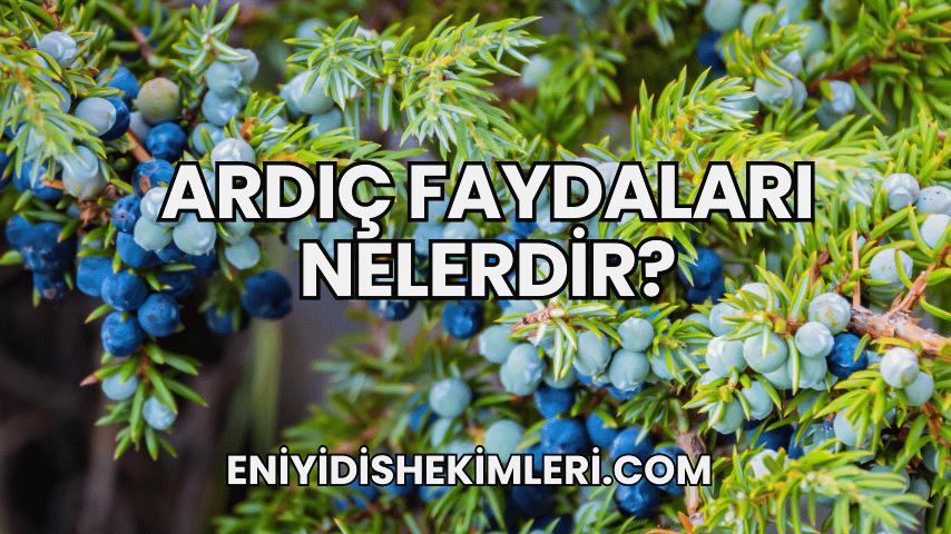 Ardıç Faydaları Nelerdir?