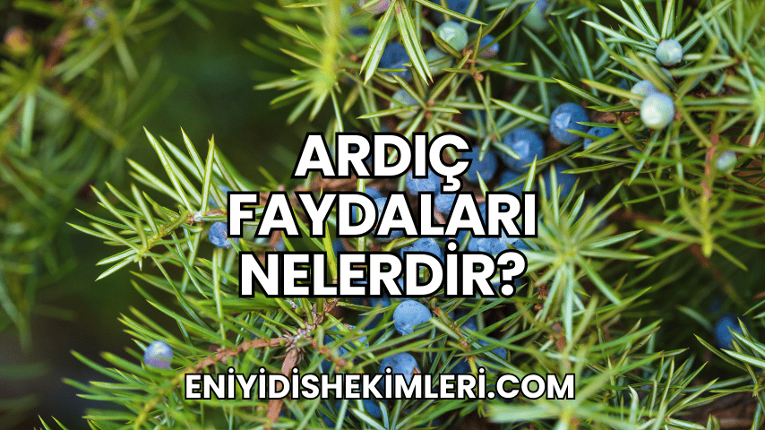 Ardıç Faydaları Nelerdir?