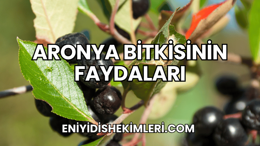 Aronya Bitkisinin Faydaları