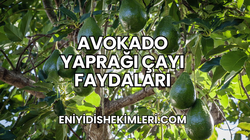 Avokado Yaprağı Çayı Faydaları