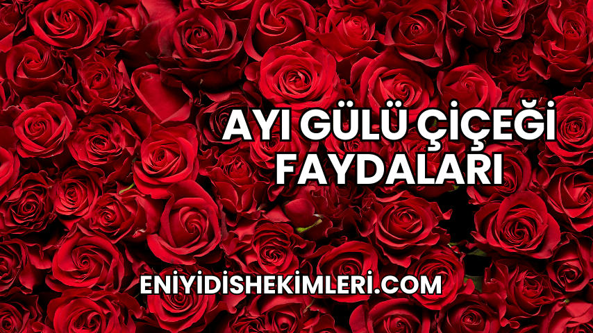 Ayı Gülü Çiçeği Faydaları