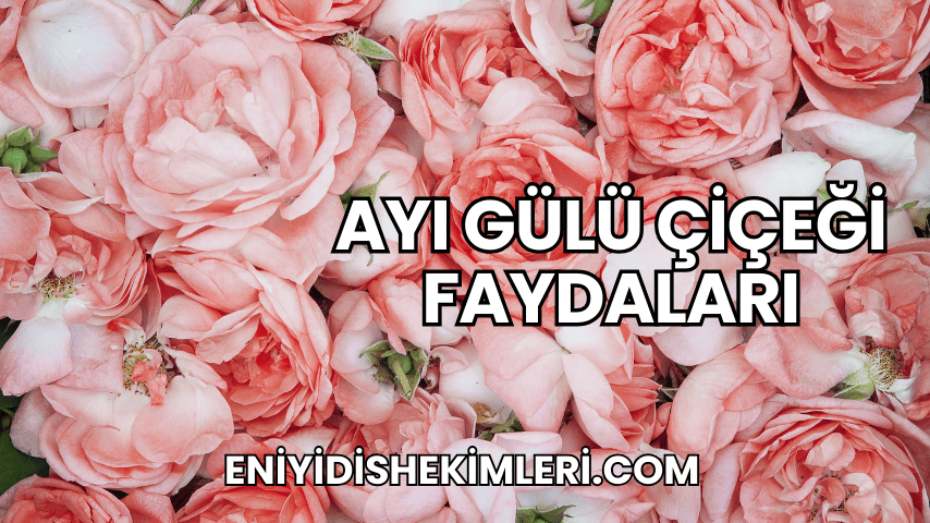 Ayı Gülü Çiçeği Faydaları