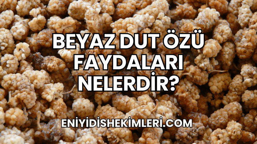 Beyaz Dut Özü Faydaları Nelerdir?