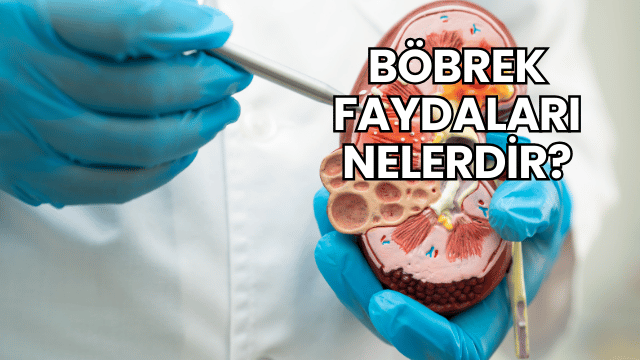 Böbrek Faydaları Nelerdir?