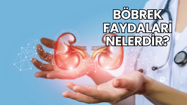 Böbrek Faydaları Nelerdir?