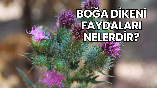 Boğa Dikeni Faydaları Nelerdir?