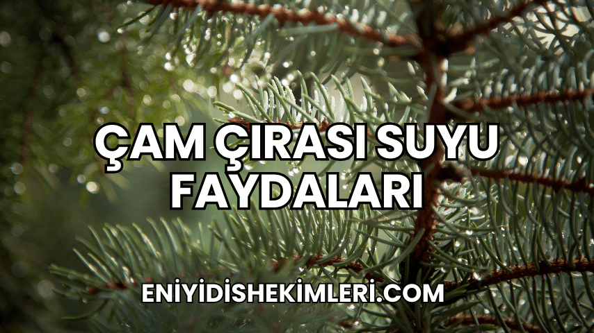 Çam Çırası Suyu Faydaları