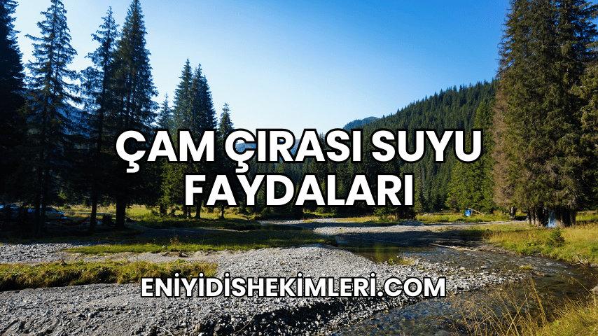 Çam Çırası Suyu Faydaları