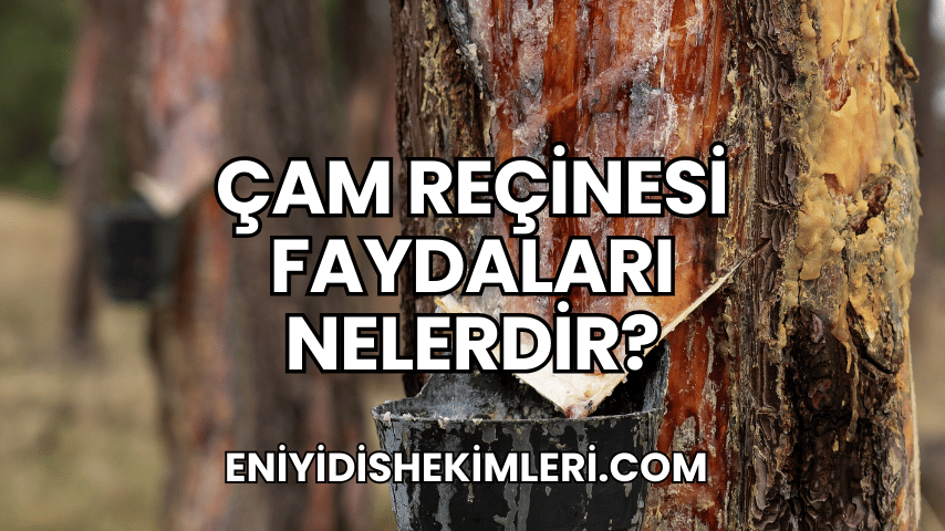 Çam Reçinesi Faydaları Nelerdir?