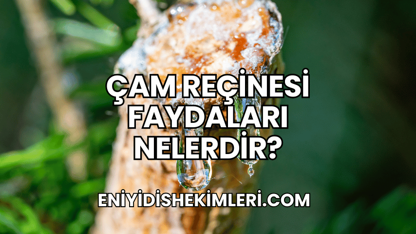 Çam Reçinesi Faydaları Nelerdir?