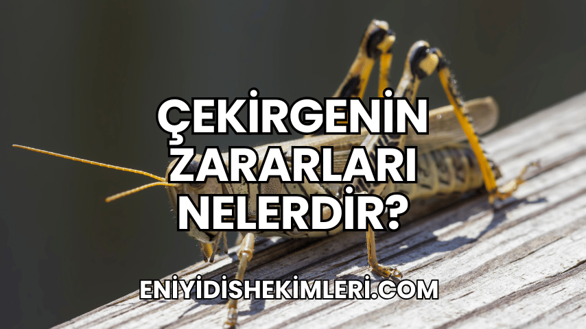 Çekirgenin Zararları Nelerdir?