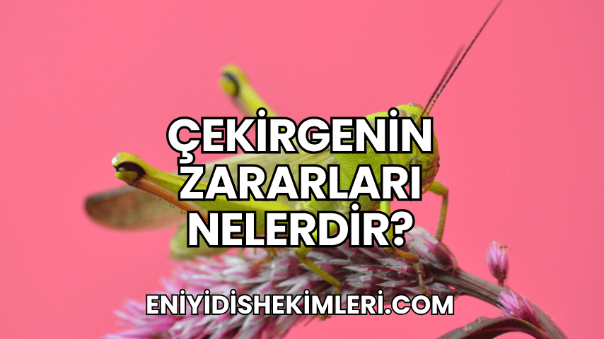 Çekirgenin Zararları Nelerdir?