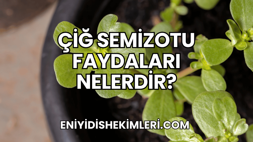 Çiğ Semizotu Faydaları Nelerdir?