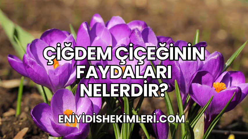 Çiğdem Çiçeğinin Faydaları Nelerdir?