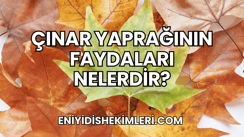 Çınar Yaprağının Faydaları Nelerdir?