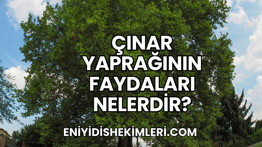 Çınar Yaprağının Faydaları Nelerdir?