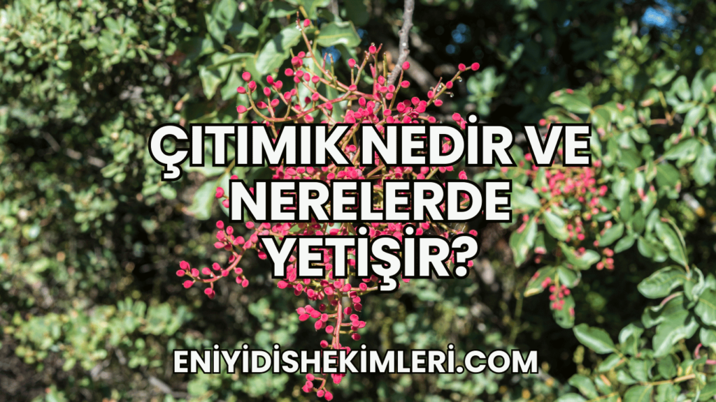 Çıtımık Nedir ve Nerelerde Yetişir?