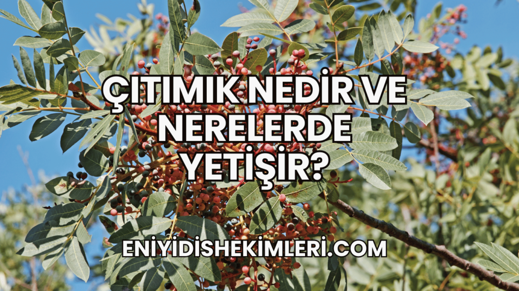 Çıtımık Nedir ve Nerelerde Yetişir?