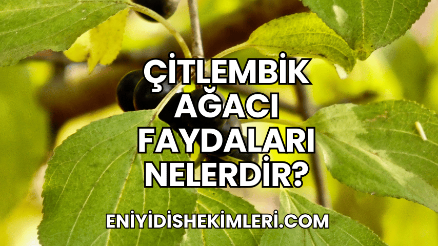 Çitlembik Ağacı Faydaları Nelerdir?