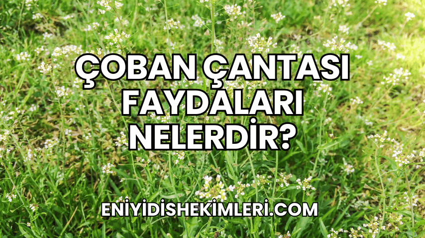 Çoban Çantası Faydaları Nelerdir?