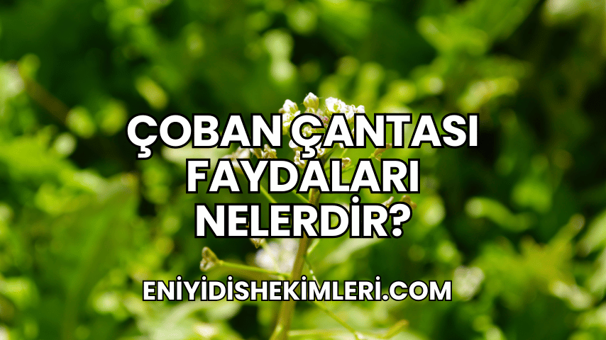 Çoban Çantası Faydaları Nelerdir?