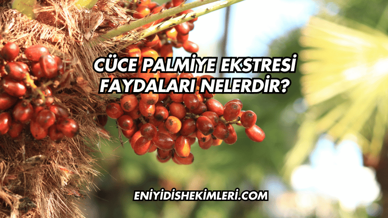 Cüce Palmiye Ekstresi Faydaları Nelerdir?