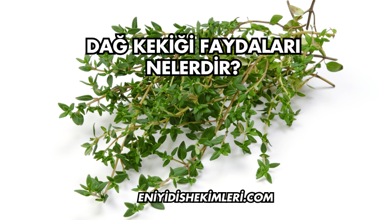 Dağ Kekiği Faydaları Nelerdir?