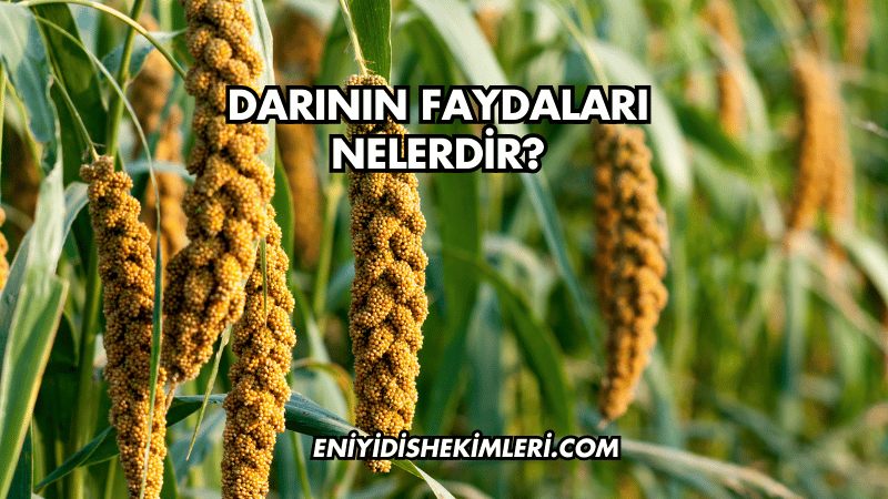 Darının Faydaları Nelerdir?