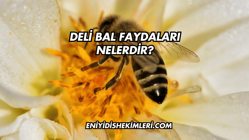 Deli Bal Faydaları Nelerdir?