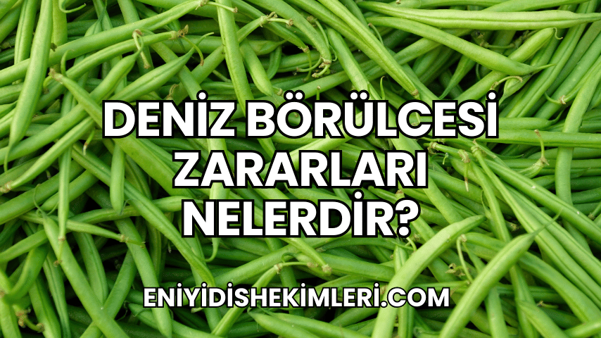 Deniz Börülcesi Zararları Nelerdir