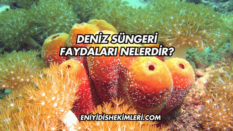 Deniz Süngeri Faydaları Nelerdir?