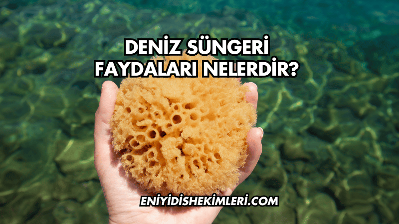 Deniz Süngeri Faydaları Nelerdir?