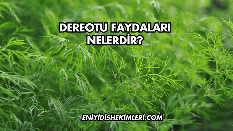 Dereotu Faydaları Nelerdir?