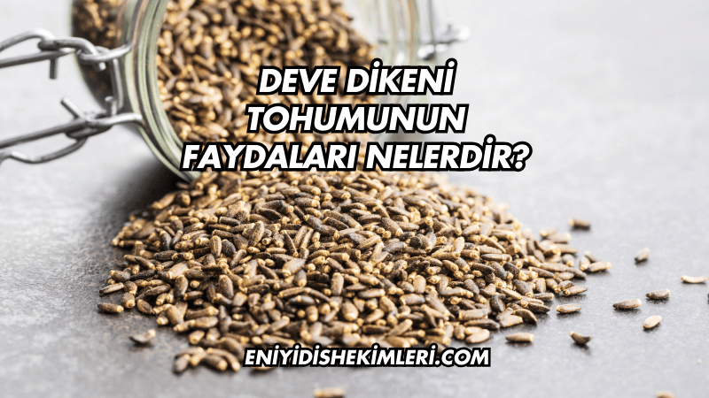 Deve Dikeni Tohumunun Faydaları Nelerdir?