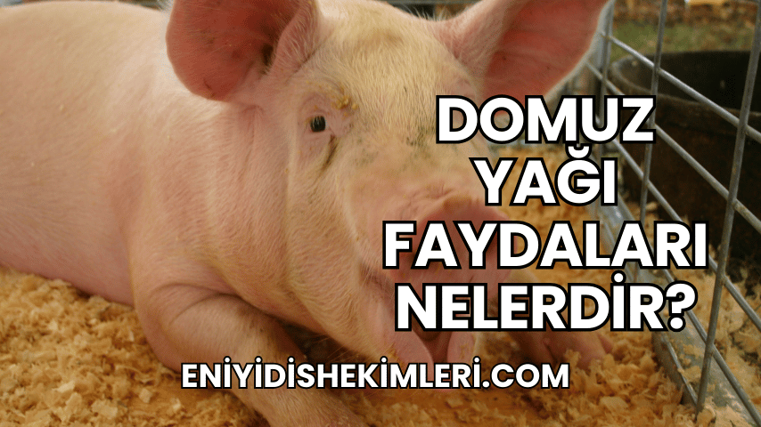 Domuz Yağı Faydaları Nelerdir?