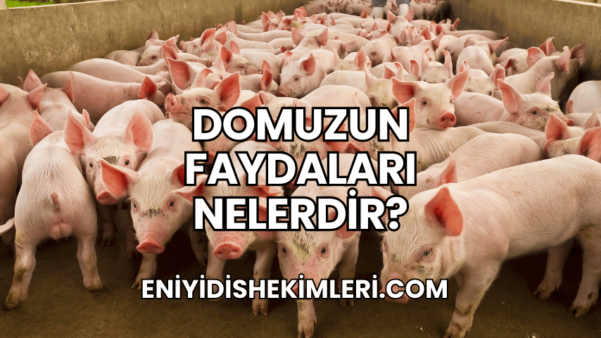 Domuzun Faydaları Nelerdir?