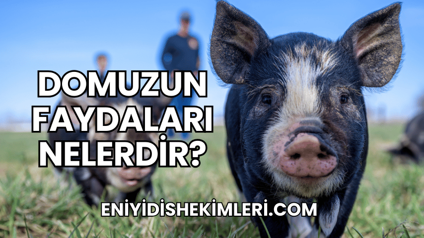 Domuzun Faydaları Nelerdir?