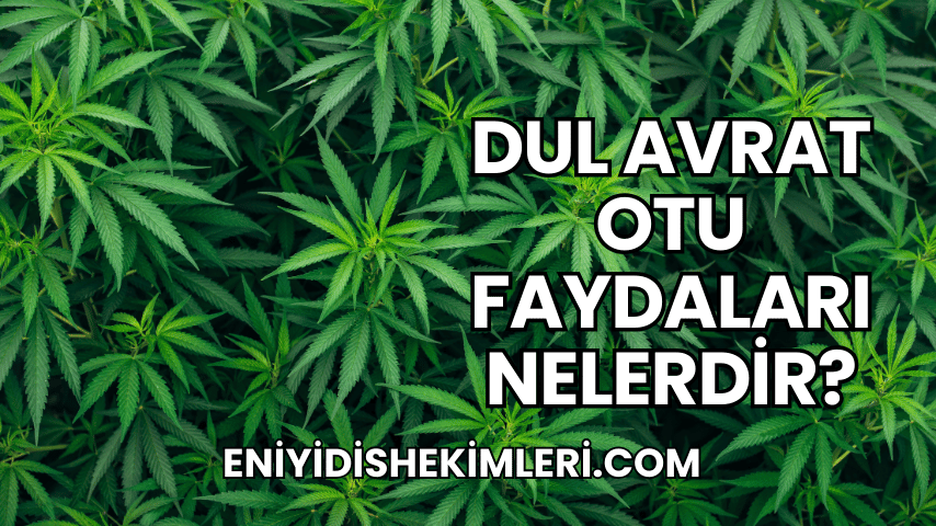 Dul Avrat Otu Faydaları Nelerdir?