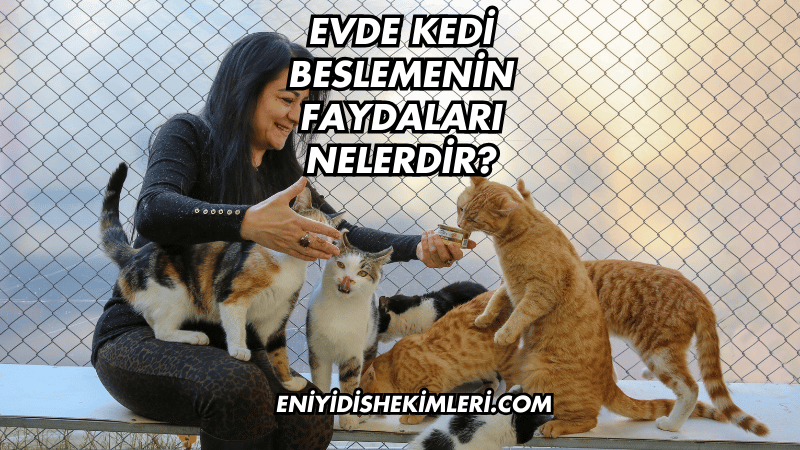 Evde Kedi Beslemenin Faydaları Nelerdir?